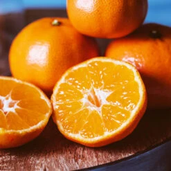 EasyPeel Clementine Tree 6 EasyPeel Clementine Tree -Plant Sales Store Easy Peel Clementine 4 FGT