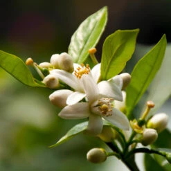 EasyPeel Clementine Tree 7 EasyPeel Clementine Tree -Plant Sales Store Easy Peel Clementine 5