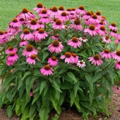 PowWow® Wild Berry Coneflower (Echinacea) 5 PowWow® Wild Berry Coneflower (Echinacea) -Plant Sales Store Echinacea Pow Wow Wildberry 1
