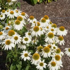 PowWow® White Coneflower (Echinacea) -Plant Sales Store Echinacea PowWow WHite 2