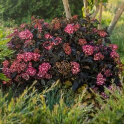 Eclipse® Bigleaf Hydrangea -Plant Sales Store Eclipse Mophead 5