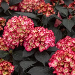 Eclipse® Bigleaf Hydrangea