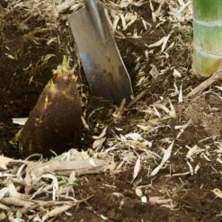 Edible Bamboo Plant -Plant Sales Store Edible Bamboo 5 FGT