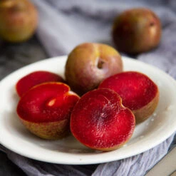 Elephant Heart Plum Tree 6 Elephant Heart Plum Tree -Plant Sales Store Elephant Heart Plum 1