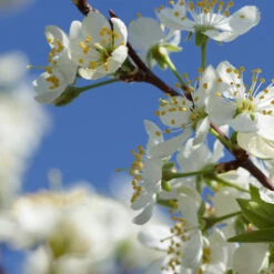 Elephant Heart Plum Tree 7 Elephant Heart Plum Tree -Plant Sales Store Elephant Heart Plum 2