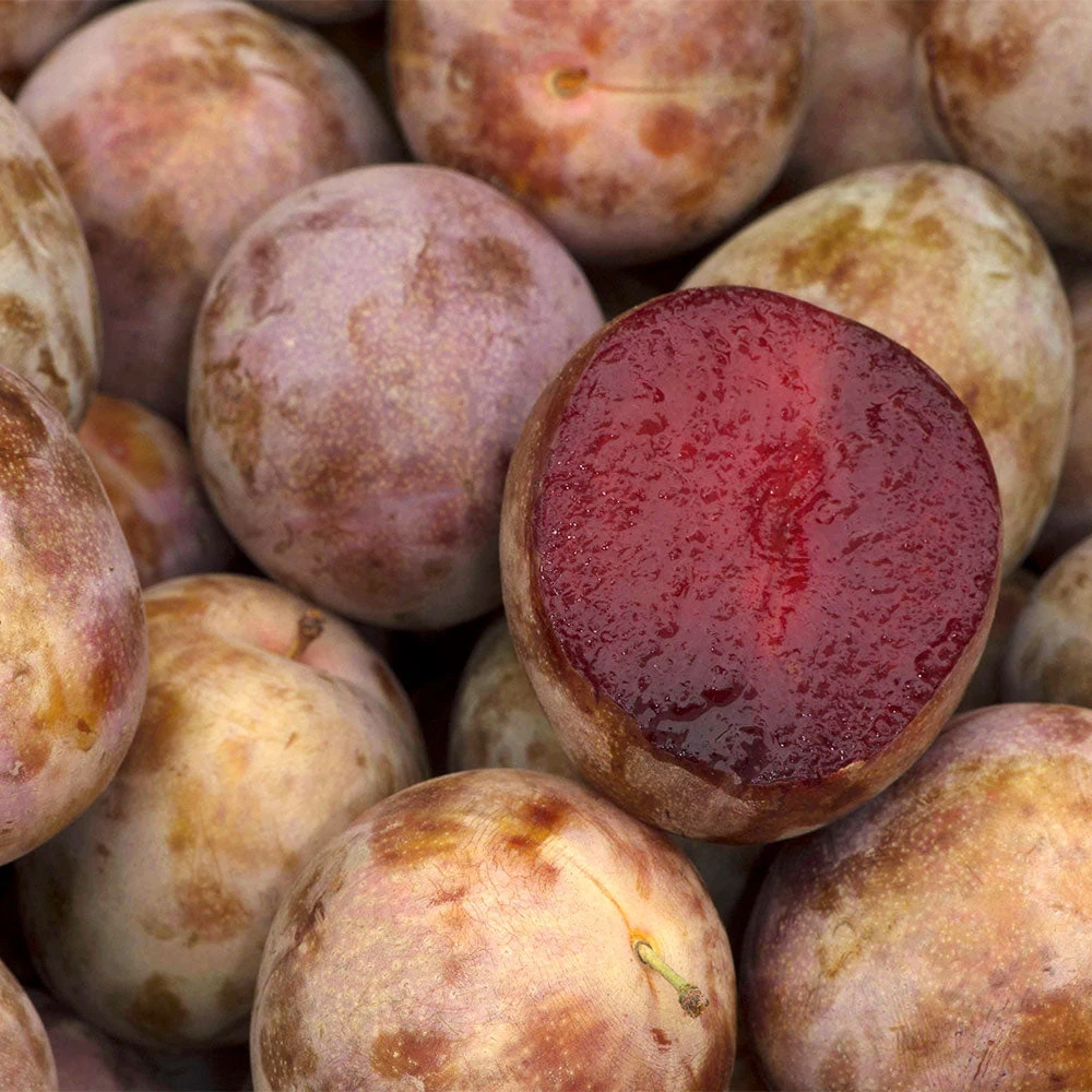 Elephant Heart Plum Tree 2 Elephant Heart Plum Tree - Image 2