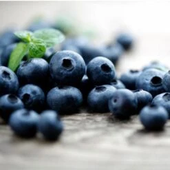 Elliot Blueberry Bush 7 Elliot Blueberry Bush -Plant Sales Store Elliot Blueberry 450 D2