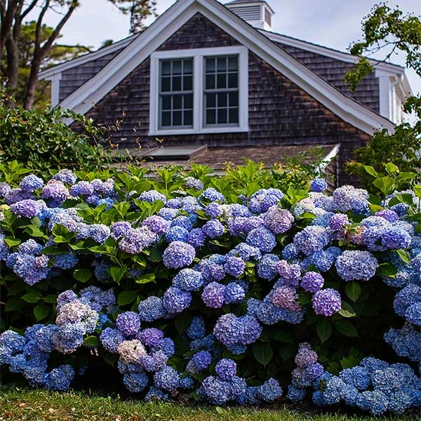 Endless Summer® Hydrangea Shrub 1 Endless Summer® Hydrangea Shrub