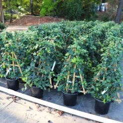 English Ivy Vine -Plant Sales Store English Ivy 5