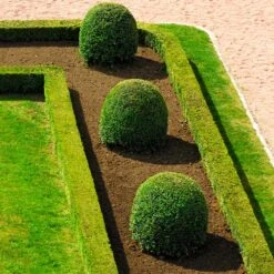 English Boxwood Shrub -Plant Sales Store English Boxwood 7