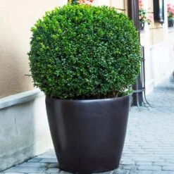 English Boxwood Shrub -Plant Sales Store English Boxwood 9 FGT