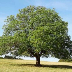 English Walnut Tree -Plant Sales Store English Carpathian Walnut 4 FGT