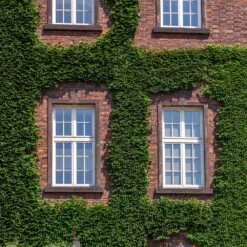 English Ivy Vine -Plant Sales Store English Ivy 2 FGT