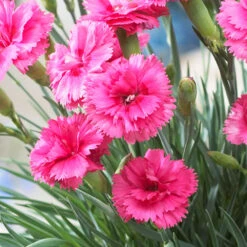 Scent First® Eternity Dianthus Plant 5 Scent First® Eternity Dianthus Plant -Plant Sales Store Eternity Dianthus 2