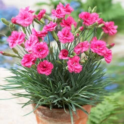 Scent First® Eternity Dianthus Plant
