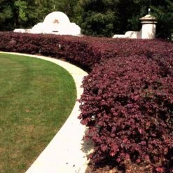 'Ever Red' Loropetalum 7 'Ever Red' Loropetalum -Plant Sales Store Ever Red Lorepetalum 3