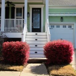 'Ever Red' Loropetalum 9 'Ever Red' Loropetalum -Plant Sales Store Ever Red Lorepetalum 4