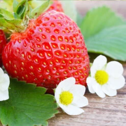Everbearing Strawberry 8 Everbearing Strawberry -Plant Sales Store Everbearing Strawberry 3 FGT
