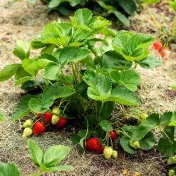 Everbearing Strawberry 9 Everbearing Strawberry -Plant Sales Store Everbearing Strawberry 5 FGT