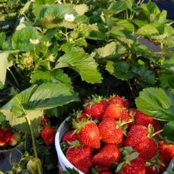 Everbearing Strawberry - USDA Organic 11 Everbearing Strawberry - USDA Organic -Plant Sales Store Everbearing Strawberry 6 BB e2cd8810 5468 47c9 8adf a7c6a52e097a