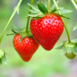 Everbearing Strawberry - USDA Organic 10 Everbearing Strawberry - USDA Organic -Plant Sales Store Everbearing Strawberry 7 FGT