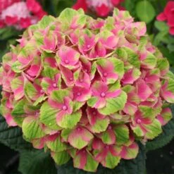 Everlasting® Amethyst Hydrangea Shrub -Plant Sales Store Everlasting Amethyst Hydrangea 2