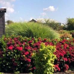 Everlasting® Crimson Ruby Hydrangea Shrub -Plant Sales Store Everlasting Crimson Ruby 1