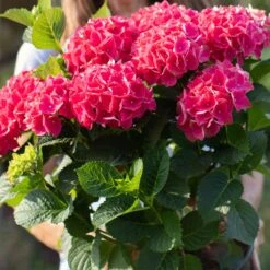 Everlasting® Crimson Ruby Hydrangea Shrub -Plant Sales Store Everlasting Crimson Ruby 4