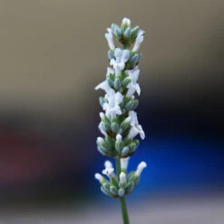 Lavender Exceptional™ 9 Lavender Exceptional™ -Plant Sales Store Exceptional Lavender 2