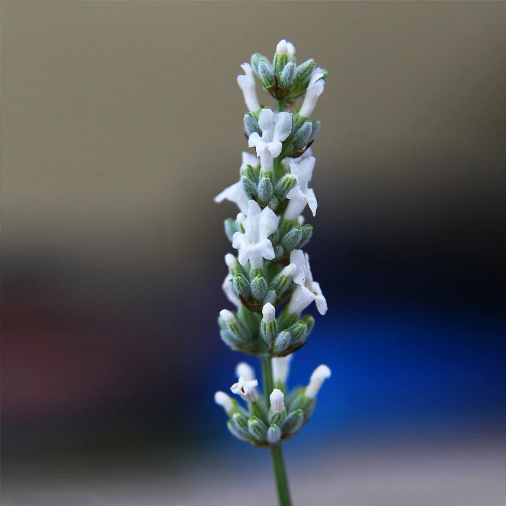 Lavender Exceptional™ 5 Lavender Exceptional™ - Image 5