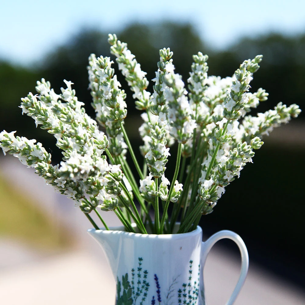 Lavender Exceptional™ 2 Lavender Exceptional™ - Image 2