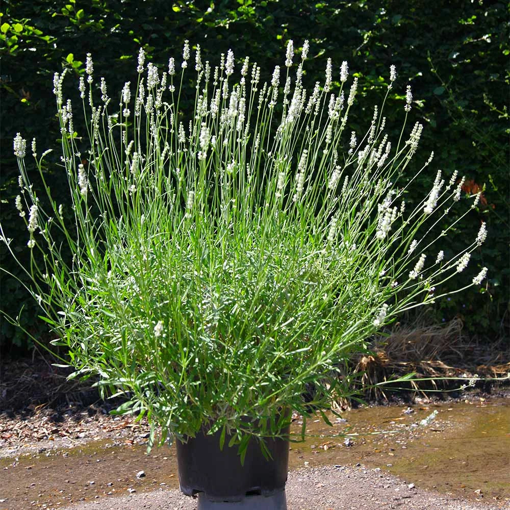 Lavender Exceptional™ 4 Lavender Exceptional™ - Image 4