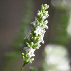 Lavender Exceptional™ 7 Lavender Exceptional™ -Plant Sales Store Exceptional Lavender 5