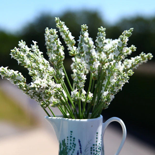 Lavender Exceptional™ 1 Lavender Exceptional™