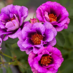 Eyeconic® Plum Lemonade Rose 7 Eyeconic® Plum Lemonade Rose -Plant Sales Store Eyeconic Plum Lemonade Rose 2