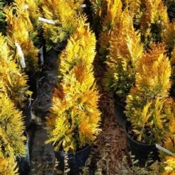 Forever Goldy™ Arborvitae Tree -Plant Sales Store FOrever GOldy 3