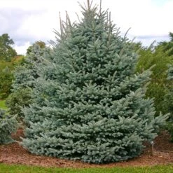 Fat Albert Colorado Blue Spruce -Plant Sales Store Fat albert Blue Spruce 1