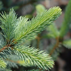 Fat Albert Colorado Blue Spruce -Plant Sales Store Fat albert Blue Spruce 2