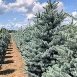 Fat Albert Colorado Blue Spruce -Plant Sales Store Fat albert Blue Spruce 5