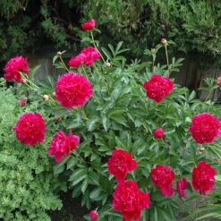 Felix Crousse Peony -Plant Sales Store Felix Crousse Peony 1