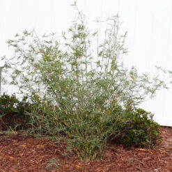 Fernleaf Bamboo -Plant Sales Store FernleafMultiplexBamboo 1