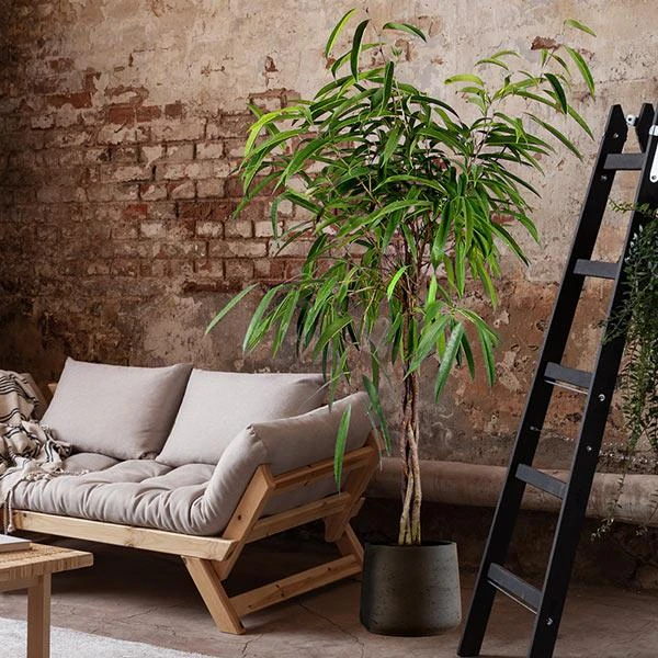 Ficus Alii Braid Plant 1 Ficus Alii Braid Plant