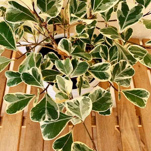 Variegated Ficus Triangularis 1 Variegated Ficus Triangularis
