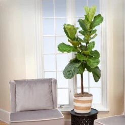 Monstera Deliciosa And Fiddle Leaf Fig Combo -Plant Sales Store Fiddle Leaf Fig 2 FGT