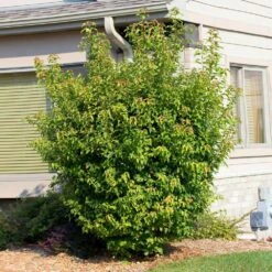 Flame Amur Maple -Plant Sales Store Flame Amur 2