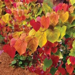 Flame Thrower® Redbud Tree -Plant Sales Store Flame Thrower Redbud 2