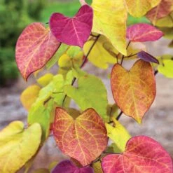 Flame Thrower® Redbud Tree -Plant Sales Store Flame Thrower Redbud 3