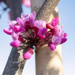 Flame Thrower® Redbud Tree -Plant Sales Store Flame Thrower Redbud 5