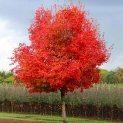 Flashfire® Maple Tree -Plant Sales Store Flashfire Maple 1