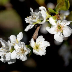 Flavor Queen Pluot® 8 Flavor Queen Pluot® -Plant Sales Store Flavor Queen Pluot 3